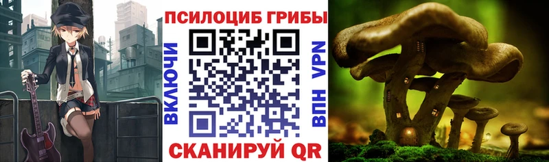 наркота  Чита  Псилоцибиновые грибы GOLDEN TEACHER 
